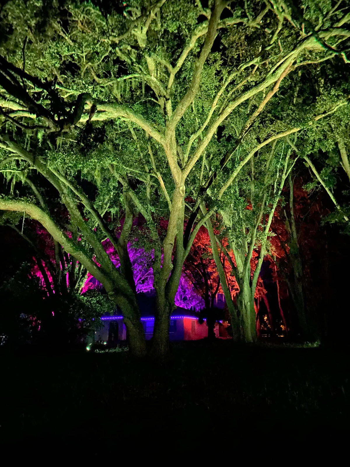 Color-changing landscape lighting illuminating large trees at night in The Villages Florida outdoor lighting design