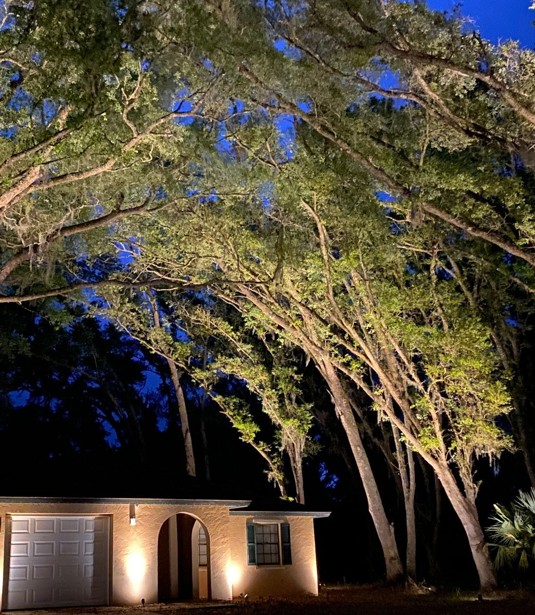 landscape lighting illuminating large oak tree canopy above home