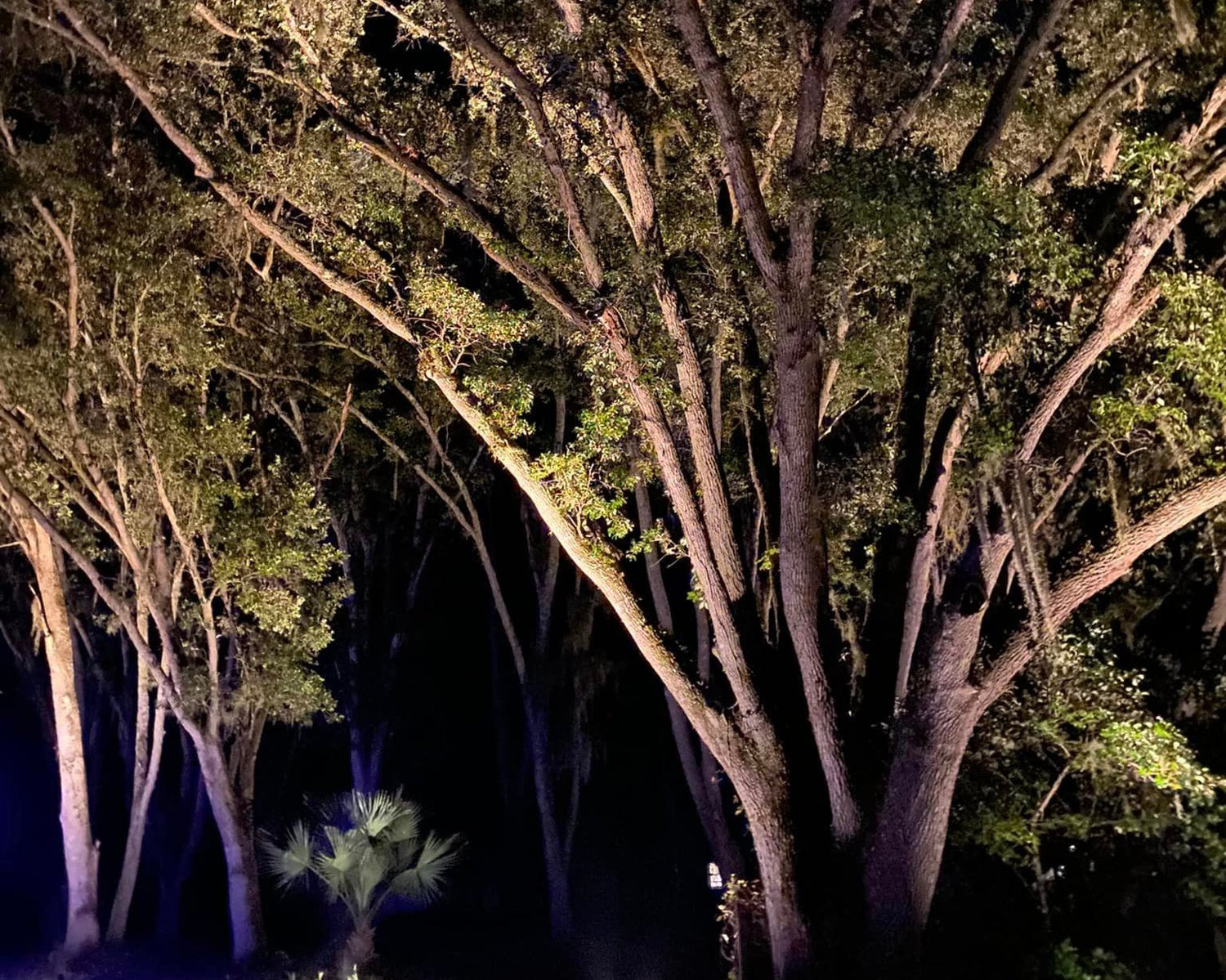 Professional landscape lighting highlighting trees, plants and yard features at night in leesburg florida