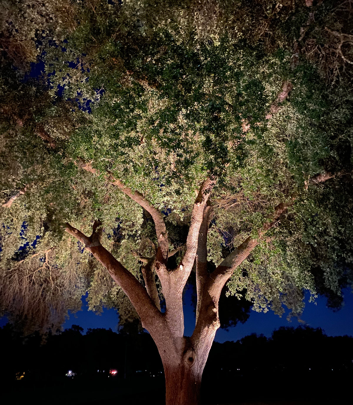 Professional tree uplighting installation in The Villages Florida highlighting large oak tree canopy at night with warm LED landscape lighting